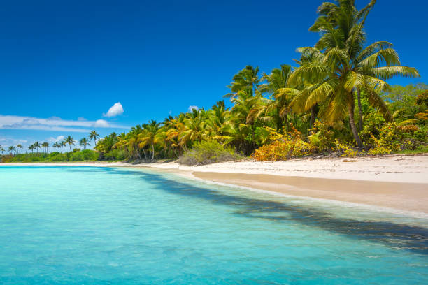 Paraíso tropical 1